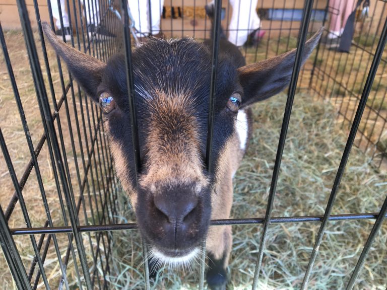 Photo Gallery 160th Acton Fair August 2124, 2025